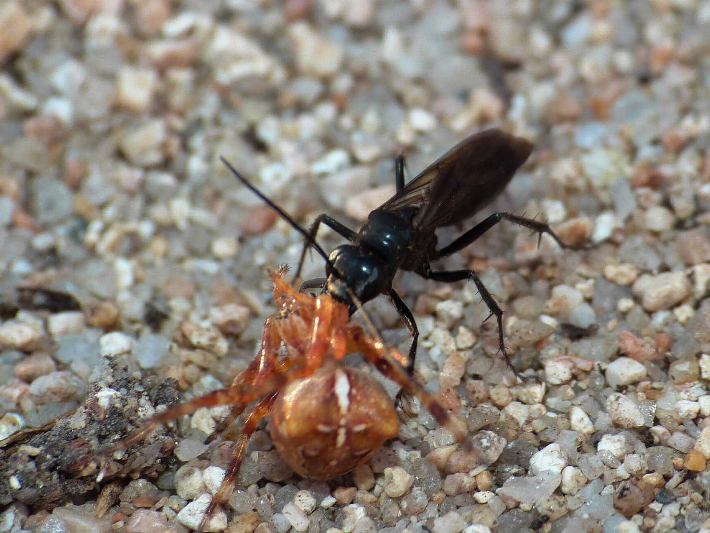 Piccolo Pompilidae con ragno predato